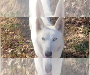 Siberian Husky Dogs for adoption in Omaha, NE, USA