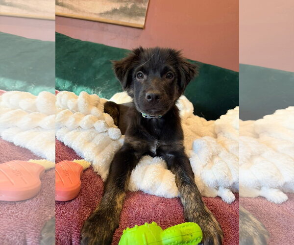 Medium Photo #5 Australian Shepherd-Unknown Mix Puppy For Sale in New London, WI, USA