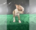 Small #9 Boston Terrier