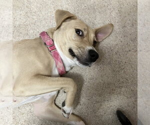 Kitchen - Female Mutt Dog for Adoption - Photo #35