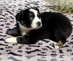 Puppy Girl 4 Australian Shepherd