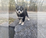 Small Photo #2 Pomsky Puppy For Sale in DRACUT, MA, USA