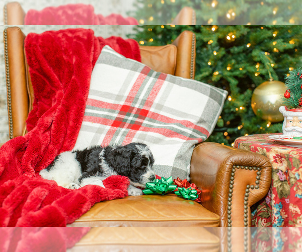 Medium Photo #6 Goldendoodle Puppy For Sale in LITTLE ROCK, AR, USA
