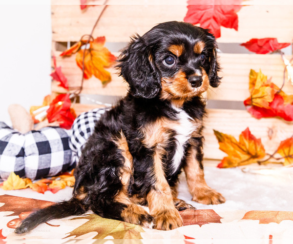 Medium Photo #14 Cavalier King Charles Spaniel Puppy For Sale in WAKARUSA, IN, USA