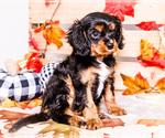 Small #5 Cavalier King Charles Spaniel