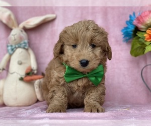 Goldendoodle (Miniature) Puppy for sale in LANCASTER, PA, USA