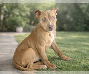 American Pit Bull Terrier-American Staffordshire Terrier Mix Dogs for adoption in Phoenix, AZ, USA