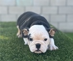 Small Photo #1 English Bulldog Puppy For Sale in COLORADO SPRINGS, CO, USA