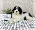 Small #1 Bernedoodle (Miniature)