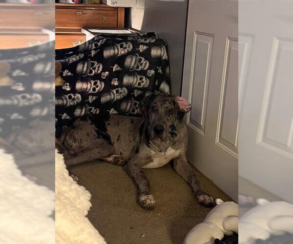 Medium Photo #4 Great Dane Puppy For Sale in Bullard, TX, USA