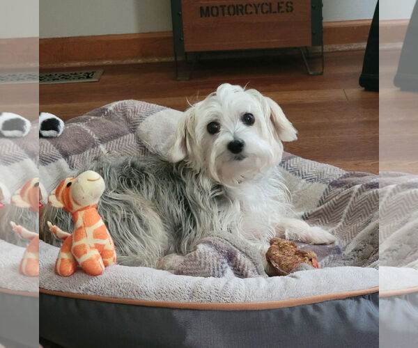 Medium Photo #6 Maltese-Unknown Mix Puppy For Sale in Greensboro, NC, USA