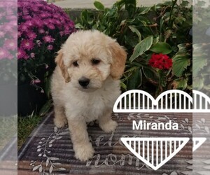 Goldendoodle (Miniature) Puppy for sale in ARTHUR, IL, USA