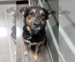 Orville - Male German Shepherd Dog-Unknown Mix Dog for Adoption - Small photo