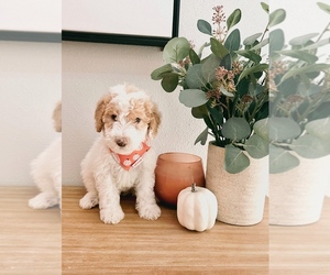 Goldendoodle Puppy for sale in SUMTERVILLE, FL, USA