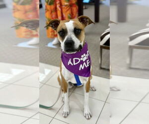 Boxer-Unknown Mix Dogs for adoption in Euless, TX, USA
