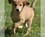 Small #7 Golden Retriever Mix