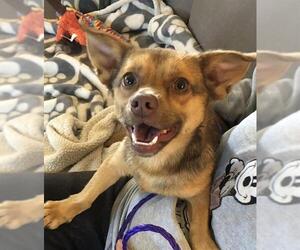 Chihuahua Dogs for adoption in Camarillo, CA, USA