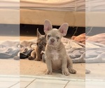 Small #11 French Bulldog