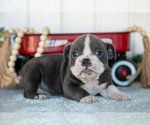Small #1 Victorian Bulldog