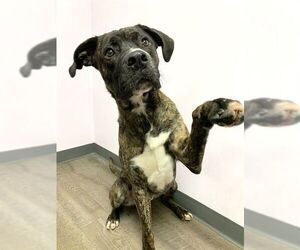 American Bulldog-Unknown Mix Dogs for adoption in London, Ontario, Canada