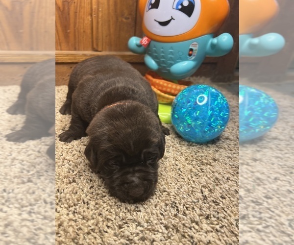 Medium Photo #6 Labrador Retriever Puppy For Sale in NEOLA, WV, USA