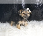 Small Photo #70 Morkie Puppy For Sale in WARSAW, IN, USA