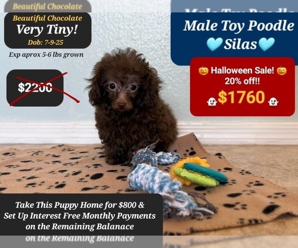 Medium Photo #2 Poodle (Toy) Puppy For Sale in TUCSON, AZ, USA