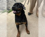 Small #1 Rottweiler
