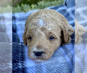Goldendoodle (Miniature) Puppy for sale in ALGOMA, WI, USA