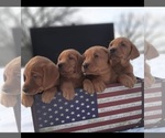 Small Photo #3 Labrador Retriever Puppy For Sale in MILLVILLE, MN, USA