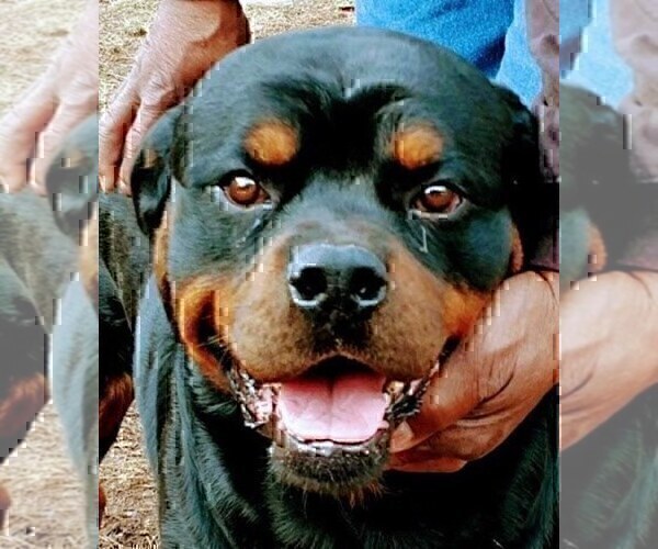 Medium Photo #20 Rottweiler Puppy For Sale in RIEGELWOOD, NC, USA