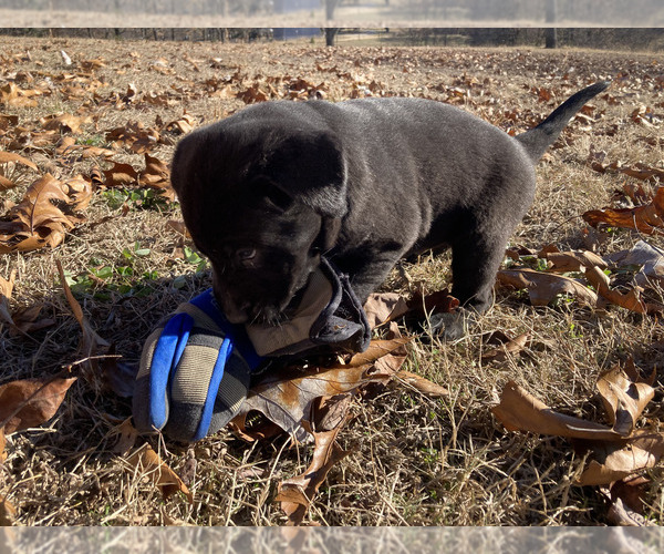 Medium Photo #3 Labrador Retriever Puppy For Sale in HARRISBURG, AR, USA