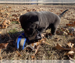 Small Photo #3 Labrador Retriever Puppy For Sale in HARRISBURG, AR, USA