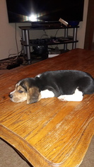 Beagle Puppy for sale in SACRAMENTO, CA, USA