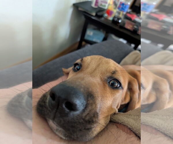 Medium Photo #2 Black Mouth Cur-Unknown Mix Puppy For Sale in New London, WI, USA