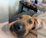 Small #1 Black Mouth Cur Mix