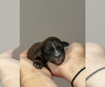 Image preview for Ad Listing. Nickname: Duncan