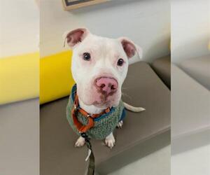 Mutt Dogs for adoption in Elk Grove, CA, USA