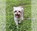 Small #2 Poodle (Toy)