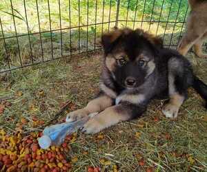 Rottweiler-Siberian Husky Mix Puppy for sale in CHARLOTTE, MI, USA