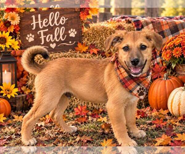 Medium Photo #2 - Mix Puppy For Sale in Yardley, PA, USA