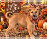 Small Photo #2 - Mix Puppy For Sale in Yardley, PA, USA