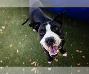 American Pit Bull Terrier-Unknown Mix Dogs for adoption in Orlando, FL, USA