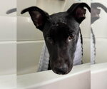 Small #2 German Shepherd Dog Mix