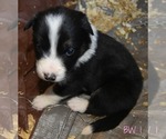 Small Photo #2 Border Collie Puppy For Sale in WHITE SALMON, WA, USA
