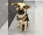 Wade - Male German Shepherd Dog-Unknown Mix Dog for Adoption - Small photo