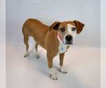 Small #5 Mutt