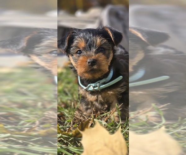 Medium Photo #2 Yorkshire Terrier Puppy For Sale in NILES, MI, USA