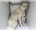 Small German Shepherd Dog-Siberian Husky Mix