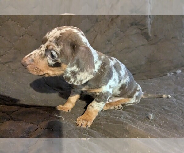 Medium Photo #3 Dachshund Puppy For Sale in GULFPORT, MS, USA